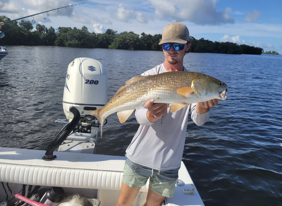 Gentle release of large snook back to Manatee River