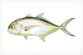 Jack Crevalle