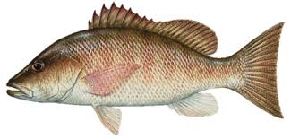 Mangrove Snapper
