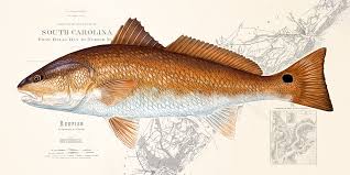 Redfish (Red Drum)