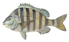 Sheepshead