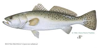 Spotted Seatrout