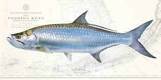 Tarpon